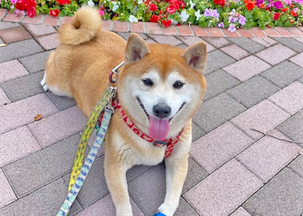 犬好き。特に柴犬が好き。愛犬と旅する「ワンぽちツアーズ」は大倉さん 